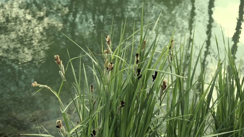 Lake marginal plant with pointed leaves beside rippling water.