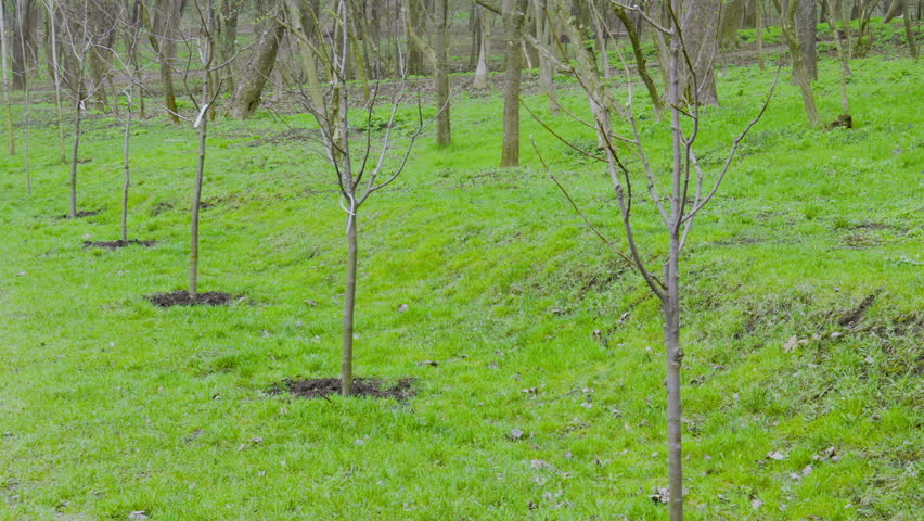 Spring forest scenery with blooming white flowers on trees and fresh green grass moving in the wind. Close-up of violets on forest floor, detailed tree bark texture and small stream flowing through dry leaves. Mushrooms growing on tree trunk and rows of freshly planted young trees. Natural outdoor environment, seasonal change, calm atmosphere and fresh nature concept.