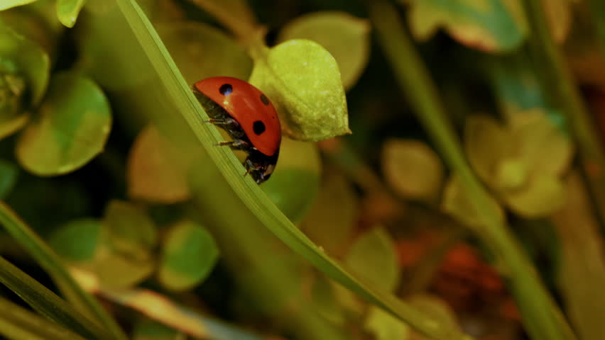 High quality macro video of ladybug crawling on tree bark and green leaves, with ants moving across the surface. Close-up nature footage with detailed textures, shallow depth of field and soft natural light. Beautiful sunset atmosphere highlighting vibrant colors. Wildlife concept, small insects in natural habitat, cinematic macro shot, peaceful outdoor scene.