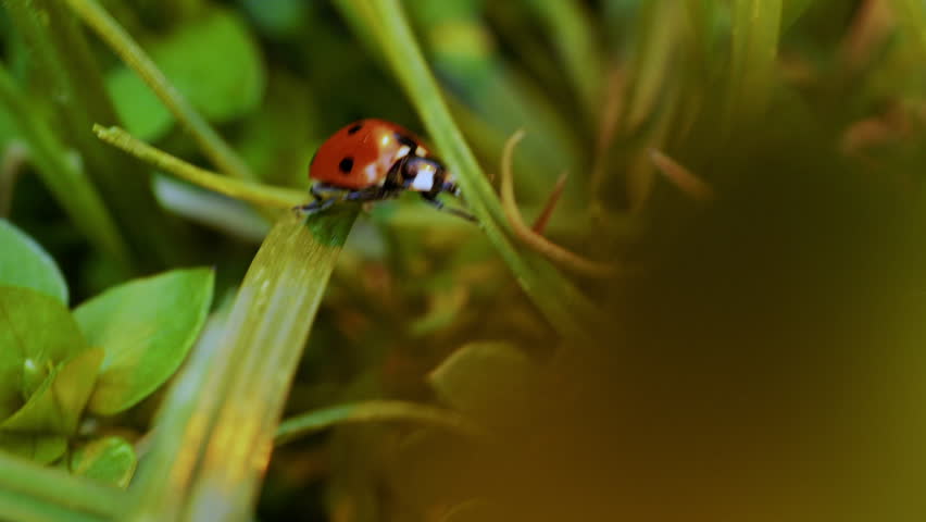 High quality macro video of ladybug crawling on tree bark and green leaves, with ants moving across the surface. Close-up nature footage with detailed textures, shallow depth of field and soft natural light. Beautiful sunset atmosphere highlighting vibrant colors. Wildlife concept, small insects in natural habitat, cinematic macro shot, peaceful outdoor scene.