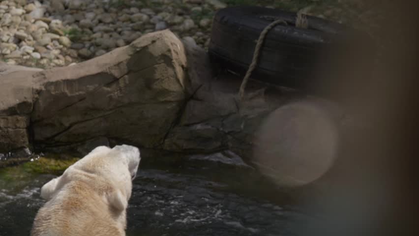 Polar bear playing with a toy in its water enclosure at a zoo.