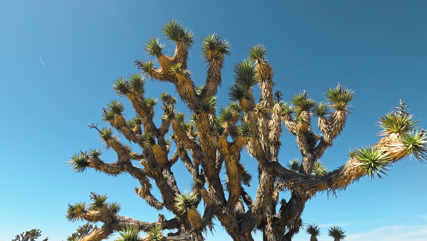 Joshua tree branches in Mojave Desert under clear blue sky, iconic spiky plant in arid California landscape with natural desert texture