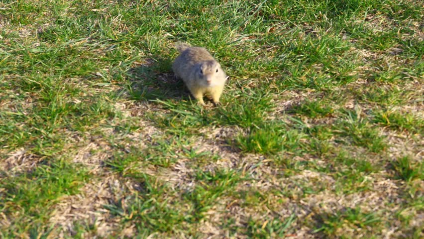 Wild European ground squirrel (Spermophilus citellus) repeatedly approaching an outstretched human hand on a meadow, capturing a cautious moment of curiosity in nature