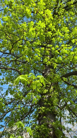 Willow tree against beautiful blue sky clouds, vertical video