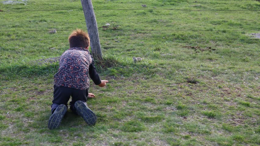young boy feeding a european ground squirrel (Spermophilus citellus) as the animal approaches his outstretched hand on open grassland in a calm moment of child–wildlife interaction
