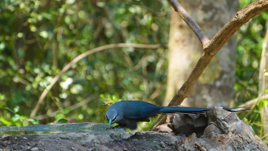 Green-billed Malkoha(Phaenicophaeus tristis) bird drink from ponds during the dry season. Bird watching in natural habitats in the forest Thailand.
