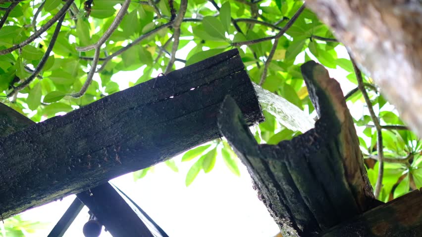 A tree with a wooden pipe coming out of it. The pipe is dripping water. The tree is green and the sky is blue