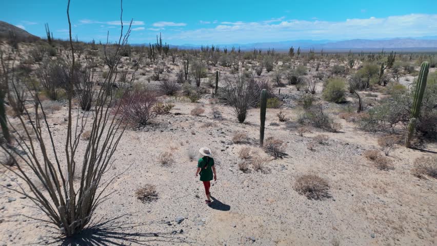 A mature woman explores the desert landscape of the Valley of the Giants in Baja California surrounded by giant cacti and open space.