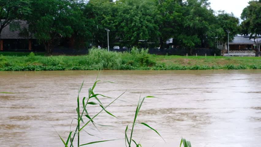 A river is flooded with water and a few plants are floating on it. The water is murky and the plants are green