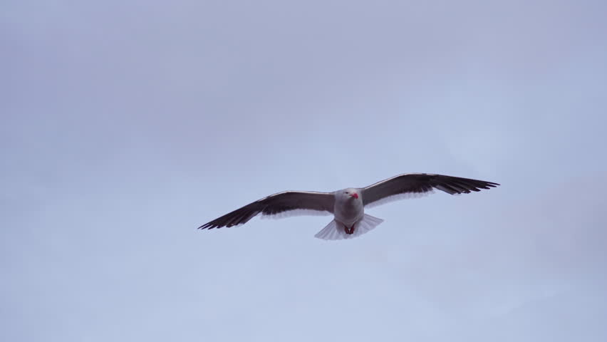 Seagull Flying Head On Against Sky