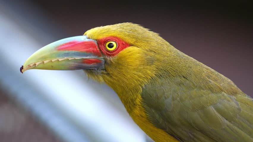 A Saffron toucanet (Pteroglossus bailloni) curiously looks around the surroundings, close up shot.