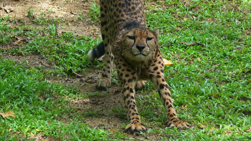 A cheetah (Acinonyx jubatus) stretches its body, close up shot.