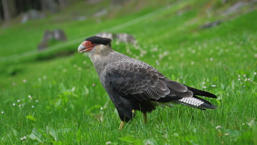 Southern Caracara Foraging on Meadow Grass