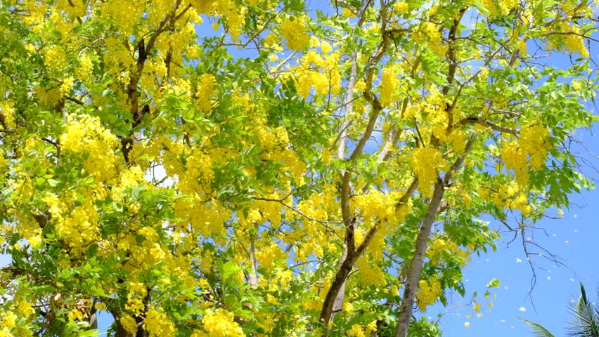 A tree with yellow flowers is in full bloom. The sky is blue and clear. The tree is surrounded by a field of green grass