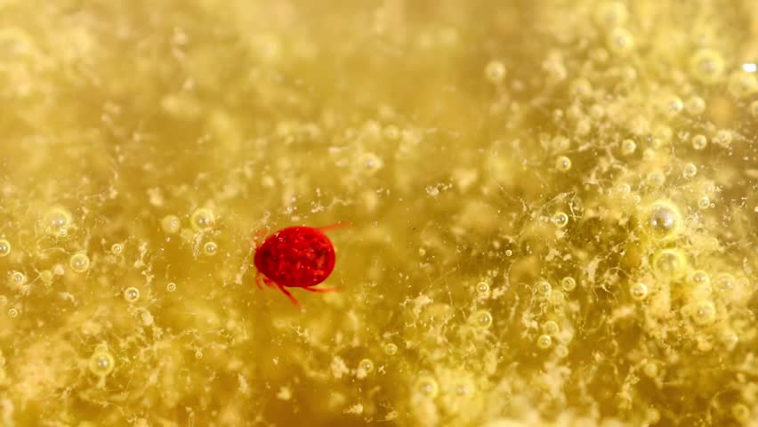 Slow Motion Macro Shot of Red spider mite crawling through algae-filled water with many small air bubbles in bright light at 180 fps High quality footage