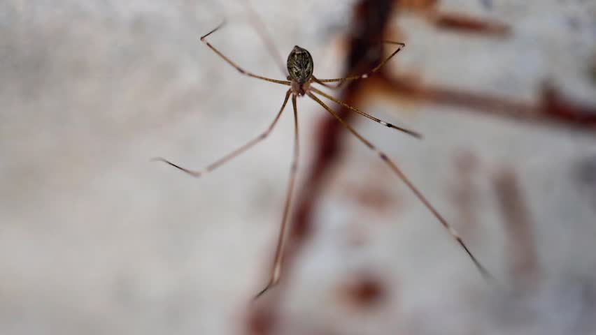 Slow Motion Macro Shot of Daddy long legs spider crawling on a weathered, white wall in a house with neutral lighting at 180 fps High quality footage