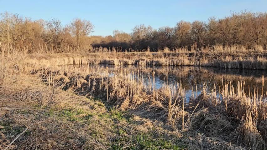  Wetland backwater pond with sound. Environment and city plannig design element.
