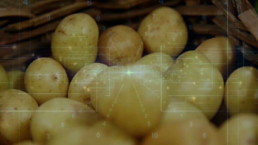 Small yellow potatoes shifting focus as HUD pulse starting camera racking across basket for scan. Tubers, golden, overlay, grid, macro, rustic, market