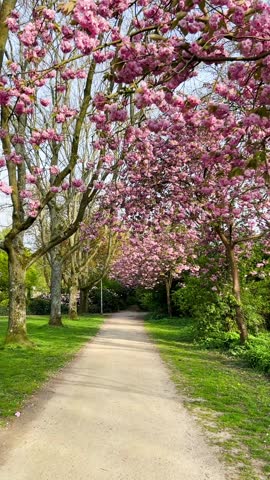 Cherry blossom trees bloom in a city park during spring, with pink and white flowers covering the branches under a soft blue sky. Travel blogs about spring destinations, cultural festival promotions, nature photography portfolios, wallpaper backgrounds, greeting card designs, stock imagery for renewal and beauty themes.