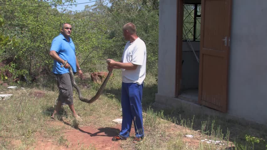 Removal of Large African Rock Python From Residential Building safety risk and human-animal conflict