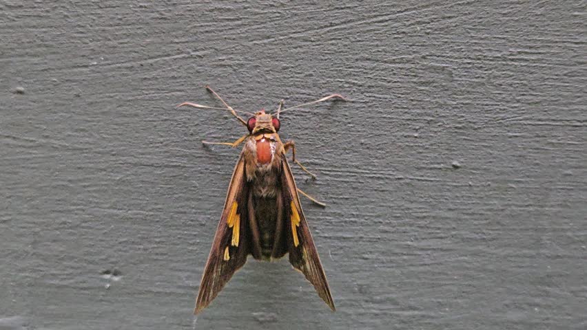 a brown skipper butterfly with distinctive orange markings and large eyes resting quietly on a clean white wall surface during a bright daylight natural setting.