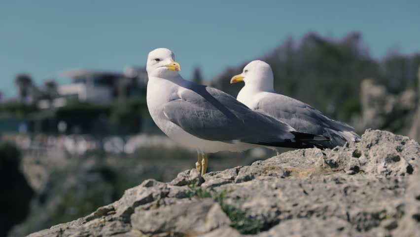 A close-up of two white and grey seagulls taking flight on a sunlit rock formation against a blurred coastal backdrop. Stock slow motion video