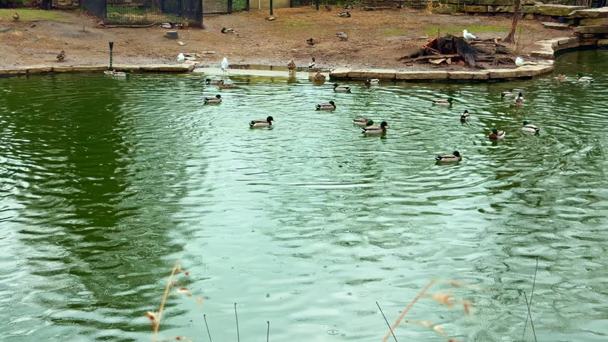 Ducks swim quietly in a green pond found in a wildlife park during the afternoon. The water reflects the sky and land, while other birds are seen nearby.