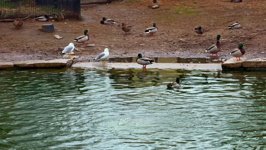 Ducks and other birds are seen near the water in a park. Some birds are resting on the shore while others swim in the pond. The scene shows a natural setting with muddy ground.