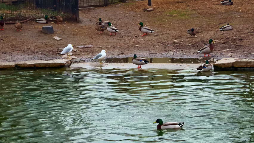 Ducks and seagulls are near a pond in a park on a cloudy afternoon. Some ducks swim in the water while others stay on the shore. Grass and dirt surround the pond.