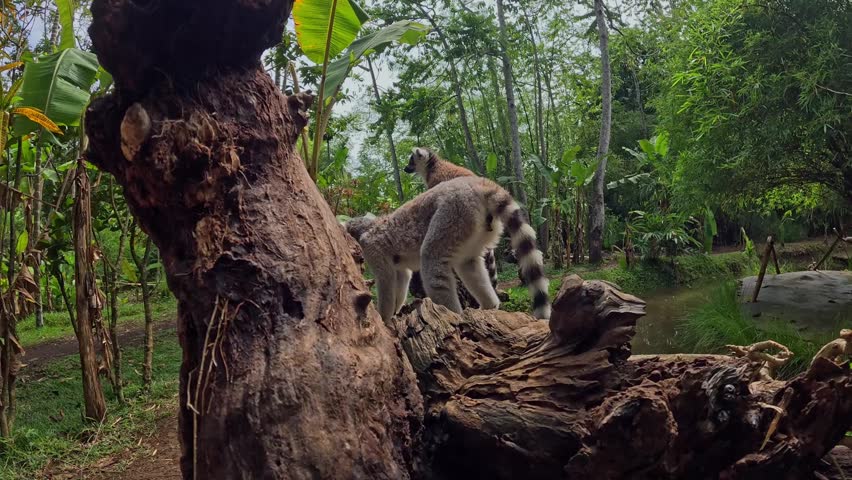 Curious ring-tailed lemur stares directly at the camera. Another lemur perches atop a weathered tree stump nearby. The lush green forest surrounds them with calm water beneath