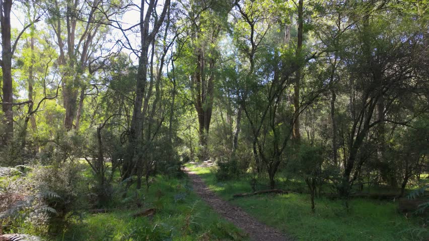 A runner moves smoothly along a forest path, framed by towering trees and natural light, capturing the rhythm, focus, and freedom of trail running outdoors.