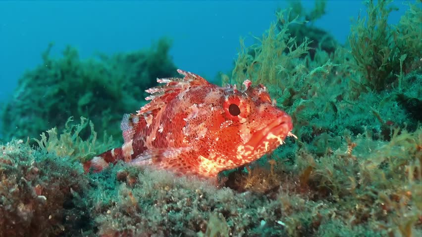 A red scorpionfish sitting on sea grass on a reef in the Mediterranean sea