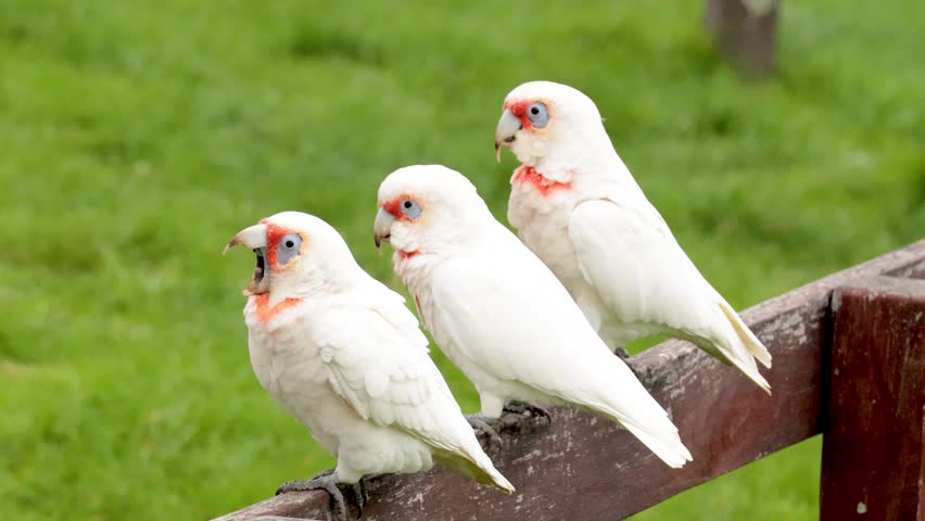 White cockatoos perched on fence, natural background, outdoor wildlife.