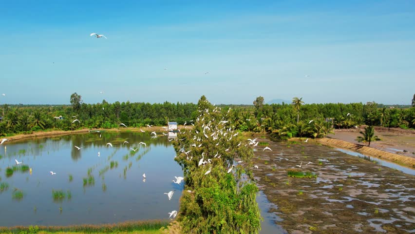 Cinematic 4K drone sequence as a flock of white storks simultaneously takes off from the tree tops. The flight moves forward into the bright sunlight, capturing the birds