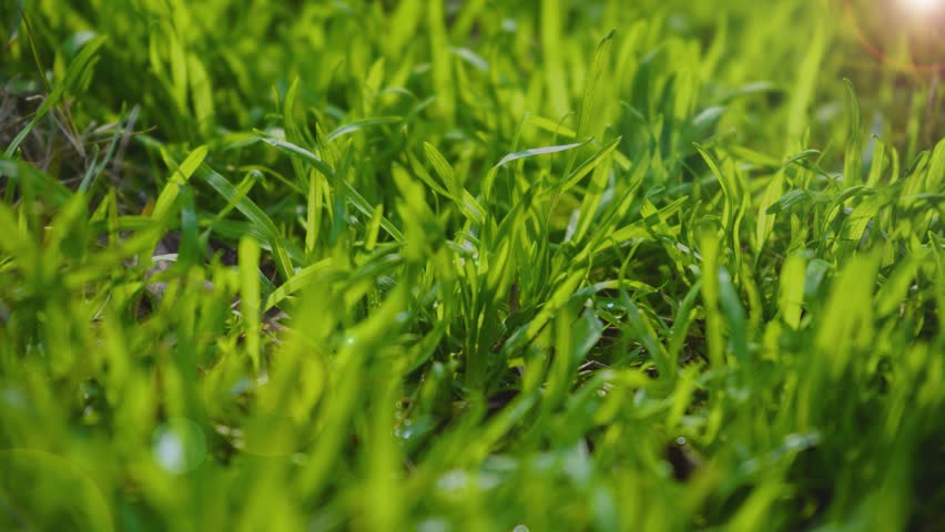 Sunlit Spring Grass and Wild Plants Swaying Gently on a Warm Bright Day