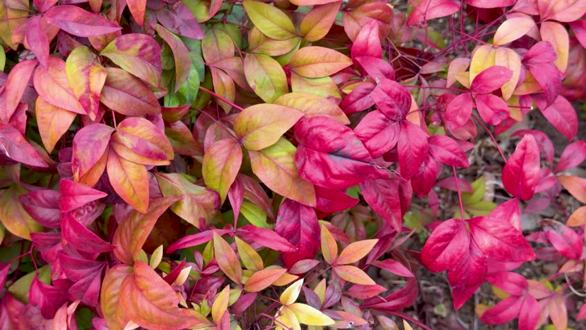 A slow camera tilt reveals red nandina leaves, ornamental kale, and colorful pansies outdoors