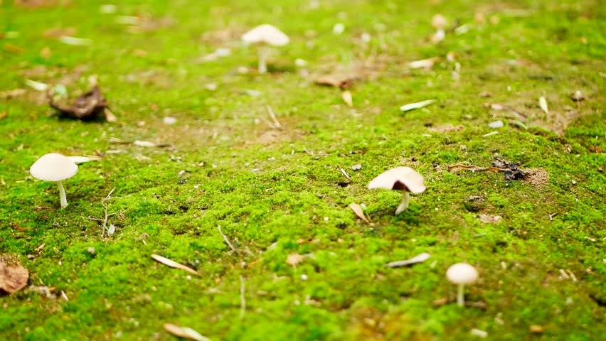 Real Shot of Wild Mushrooms in an Outdoor Forest