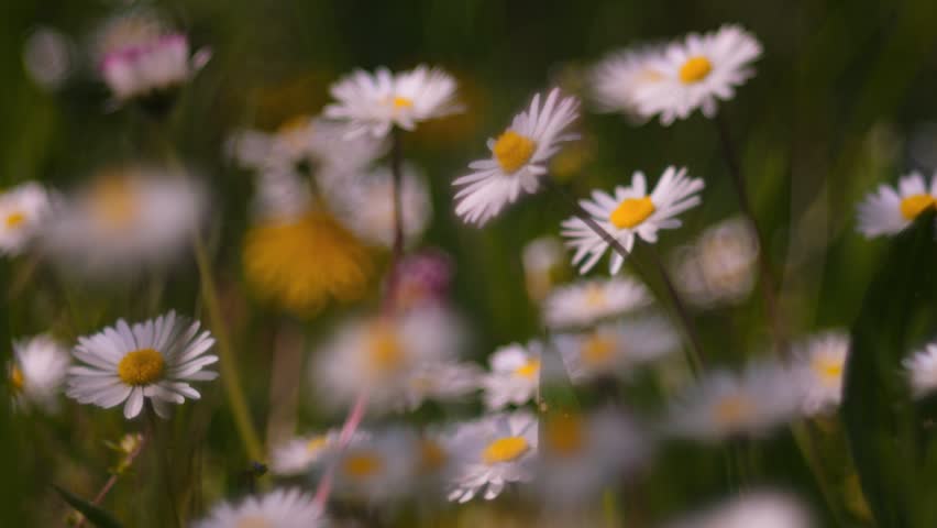 Gentle wind blowing through daisies and dandelions on a spring field, slow motion xclose-up bokeh blur