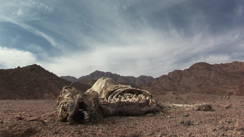 Large camels walk across the desert during a hot sunny day 