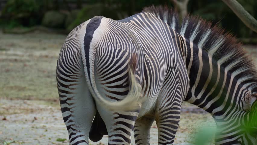 A Grevy