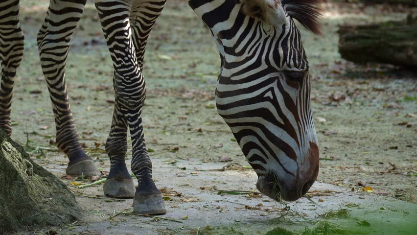 A Grevy