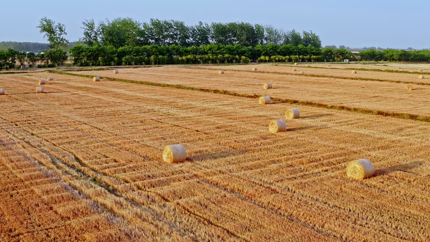 Harvested wheat field with round straw bales under a clear blue sky