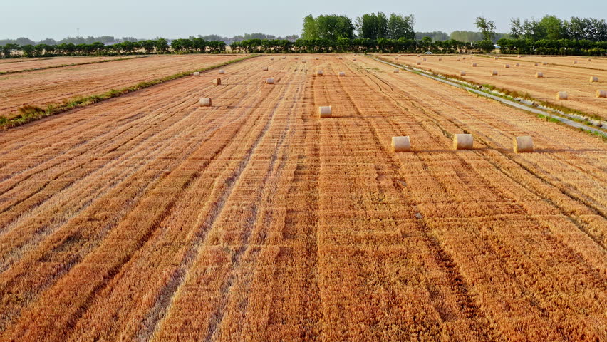 Harvested wheat field with round straw bales under a clear blue sky