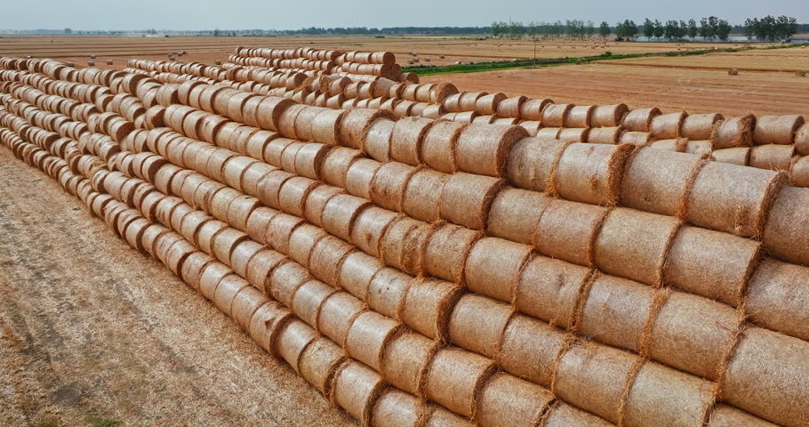 Rows of round straw bales stacked in a field after harvest