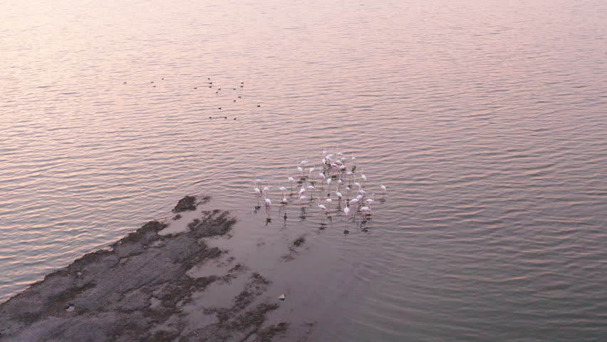 Drone Orbital shot of Greater Flamingos wading in pink-hued water at dusk; cinematic evening aerial