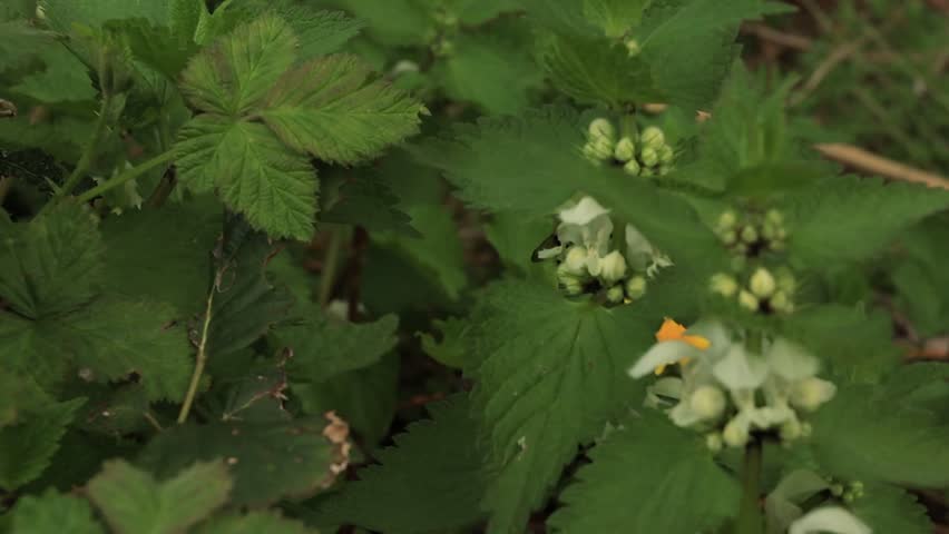 Close-up of a Bumblebee Pollinating White Wildflowers Among Lush Green Leaves in Spring