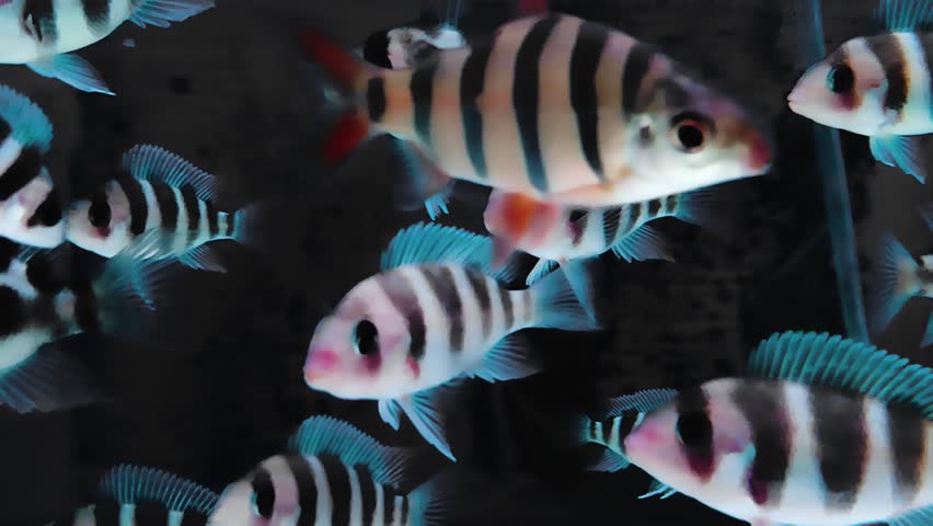 Fish with black stripes. Big beautiful nigrofasciata underwater. Pets in aquarium. Cichlasoma nigrofasciatum. The convict cichlid fish Amatitlania nigrofasciata. Convict Cichlid fish swimming.
