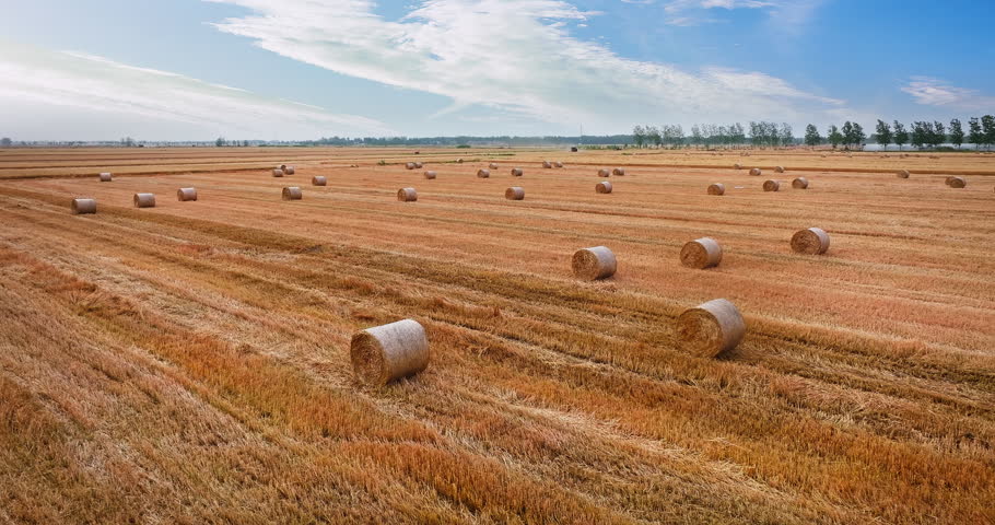 Harvested wheat field with round straw bales under a clear blue sky