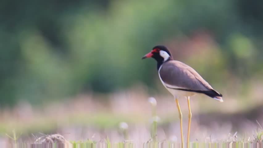 Red-wattled Lapwing (Vanellus indicus) standing in a grassy field with a soft bokeh background.