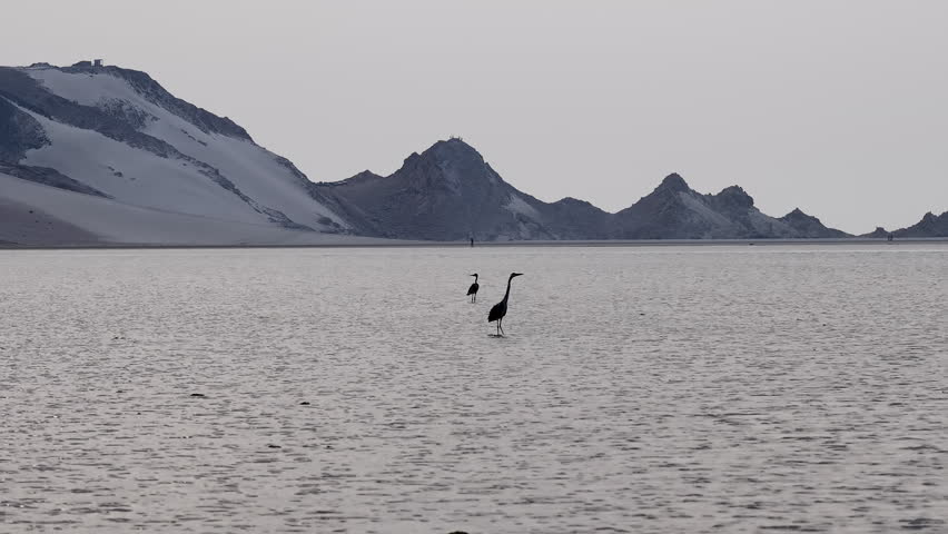 Heron flying away over a tranquil lake with snow-capped mountains, socotra island